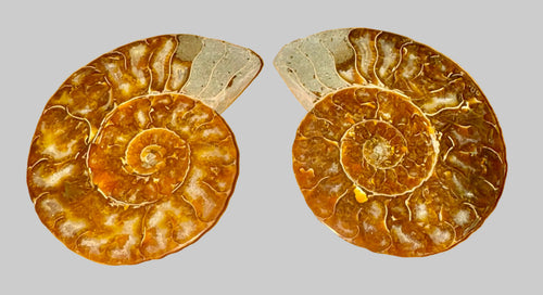 Ancient Cleoniceras Ammonite Fossil image 0