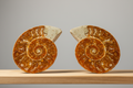 Ancient Cleoniceras Ammonite Fossil