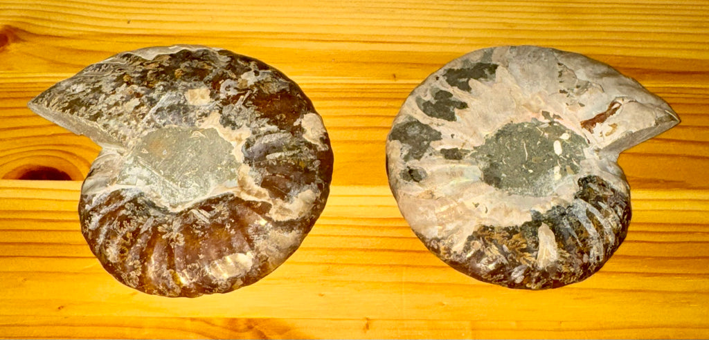 Ancient Cleoniceras Ammonite Fossil image 1