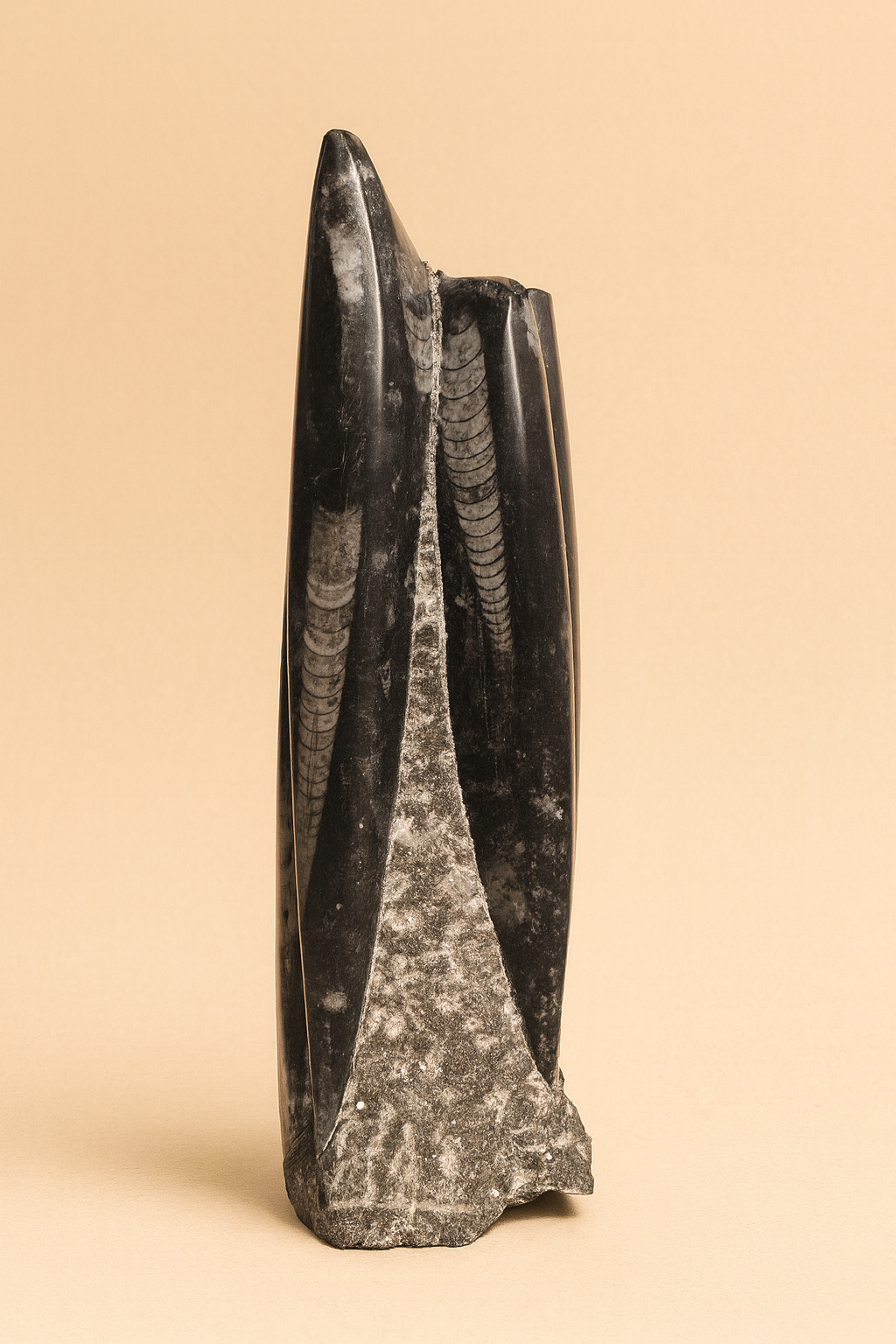 Ancient Atlas Squid Fossil Display image 0
